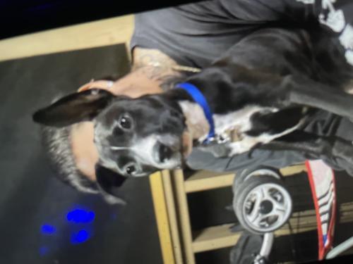 Lost Male Dog last seen Laughin rd , Zellwood, FL 32757