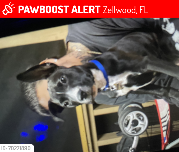 Lost Male Dog last seen Laughin rd , Zellwood, FL 32757