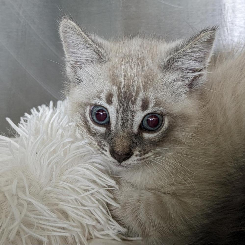 Shelter Stray Male Cat last seen , Lynchburg, VA 24502