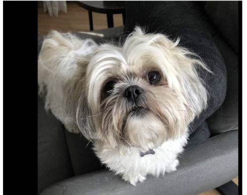Lost Female Dog last seen West Northern Parkway, In Baltimore , Baltimore, MD 21209