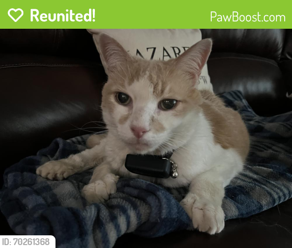 Reunited Male Cat last seen Westminster Way & Neville Way Nazareth PA, Upper Nazareth Township, PA 18064