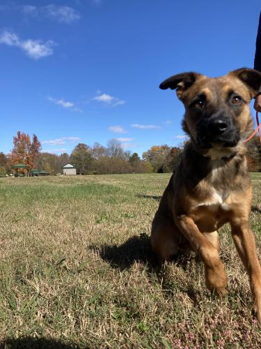 Lost Female Dog last seen Brandywine rd near hwy 54, Fayetteville, GA 30214