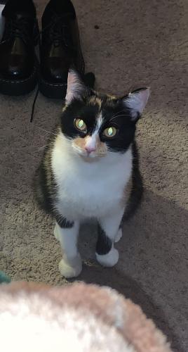 Lost Female Cat last seen South state avenue and Carson avenue , Indianapolis, IN 46203