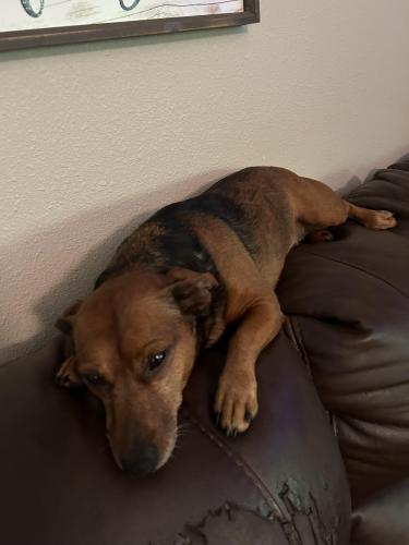 Lost Male Dog last seen CR 1013 and Seneca Rd. , Hillister, TX 77624