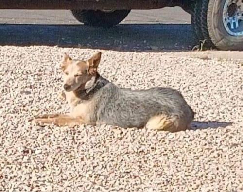 Lost Female Dog last seen 19th Ave & Camelback , Phoenix, AZ 85015