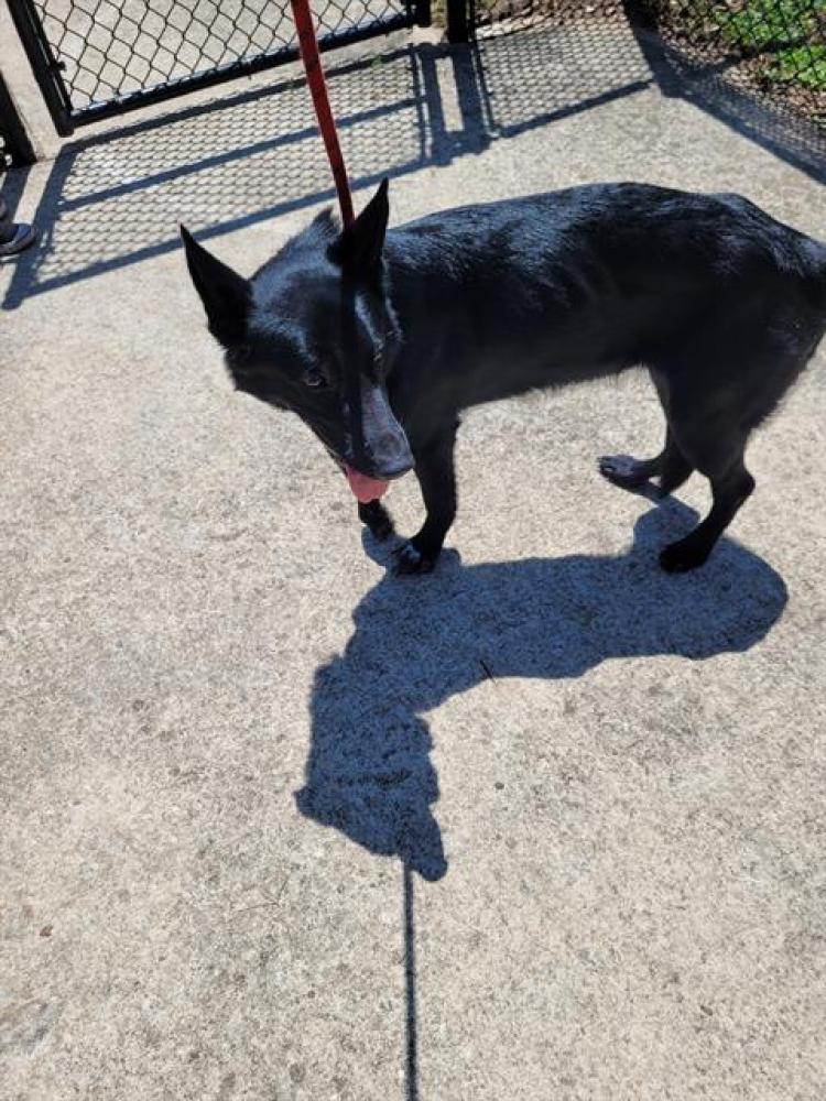 Shelter Stray Female Dog last seen , Land O' Lakes, FL 34638