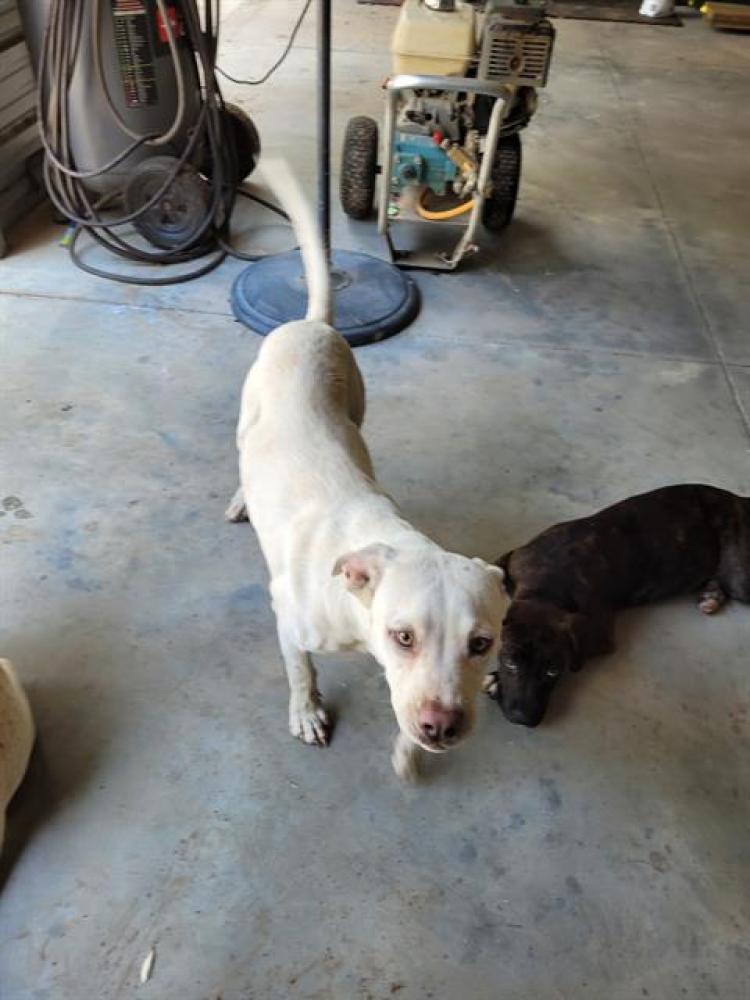Shelter Stray Male Dog last seen , Land O' Lakes, FL 34638