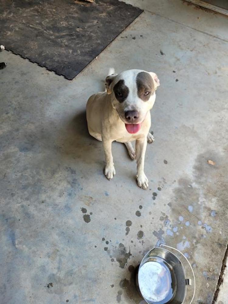 Shelter Stray Male Dog last seen , Land O' Lakes, FL 34638