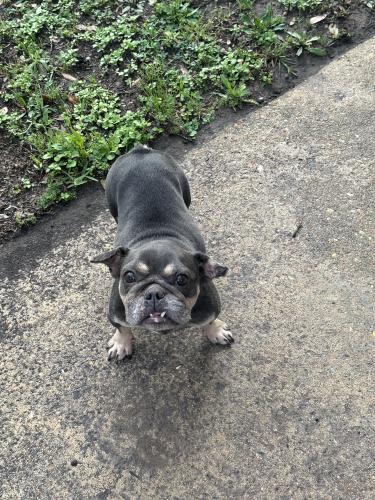 Lost Female Dog last seen Near , Houston, TX 77084