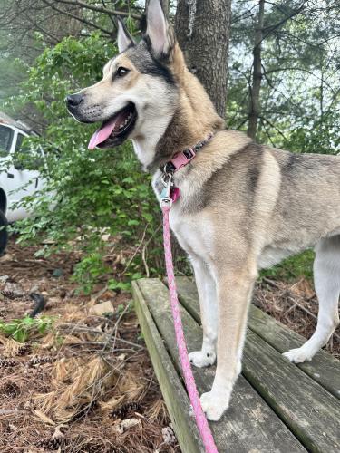 Lost Female Dog last seen Timber grove rd , Owings Mills, MD 21117