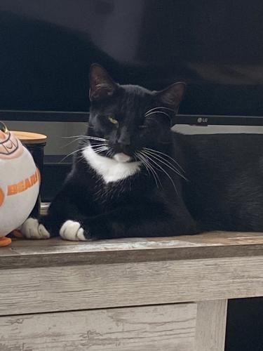 Lost Male Cat last seen Caton Farm Rd and County Line Rd. , Plainfield, IL 60586
