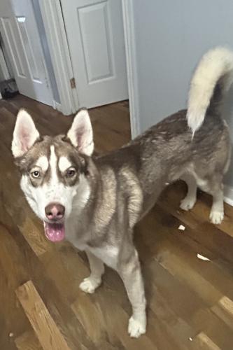 Lost Male Dog last seen Chickasaw park , Louisville, KY 40211