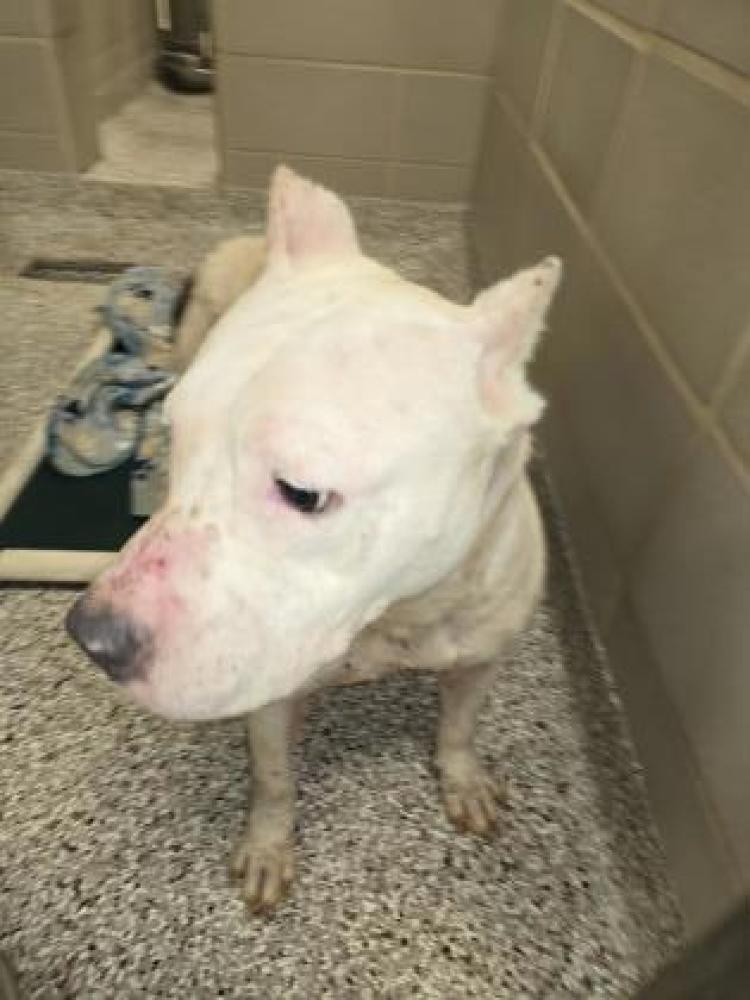 Shelter Stray Female Dog last seen Dallas, GA , Gastonia, NC 28052