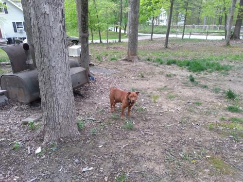 Lost Male Dog last seen Route 9 , Martinsburg, WV 25401