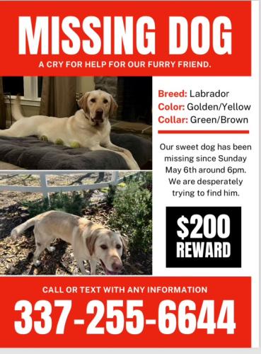 Lost Male Dog last seen Hwy182, Sunset, LA 70584