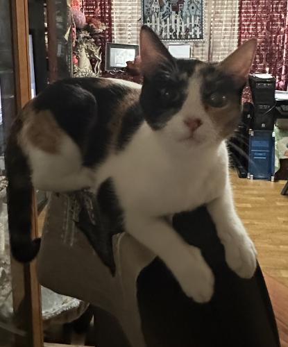 Lost Female Cat last seen Sapphire and Brittany St , Rancho Cucamonga, CA 91701