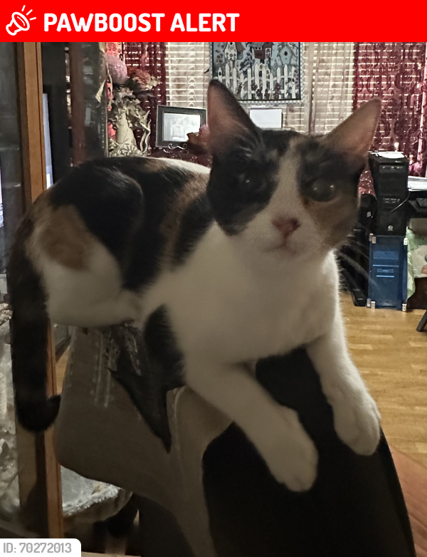 Lost Female Cat last seen Sapphire and Brittany St , Rancho Cucamonga, CA 91701