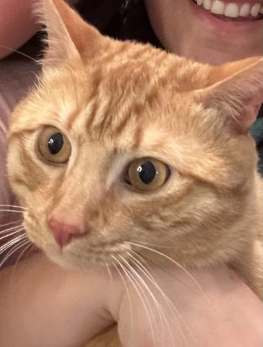 Lost Male Cat last seen E brockway Dr, Chase Dr, Sherwood Dr, Westlake, OH 44145