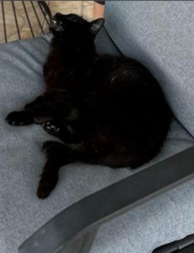 Lost Female Cat last seen NW 112th Ave & NW 20th Dr, Pompano Beach, FL 33071