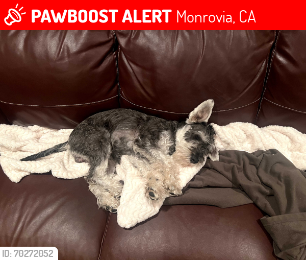 Lost Male Dog last seen Near San Gabriel Court, Monrovia, CA 91016