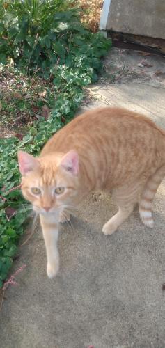 Lost Male Cat last seen Wayside pl and 321, Lenoir, NC 28645