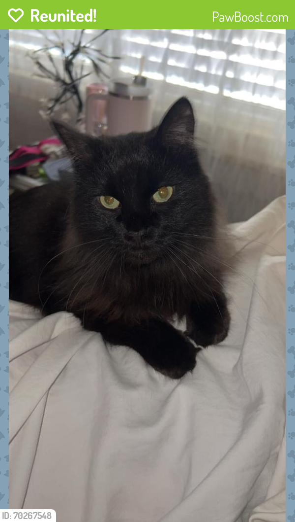 Reunited Female Cat last seen Meadow Farms Place (Lake Forest) , Louisville, KY 40245