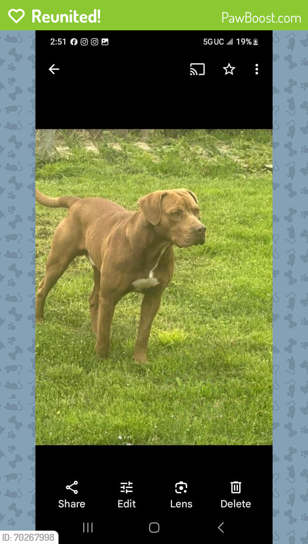 Reunited Male Dog last seen Wisconsin and Ridge  , Lake Station, IN 46342