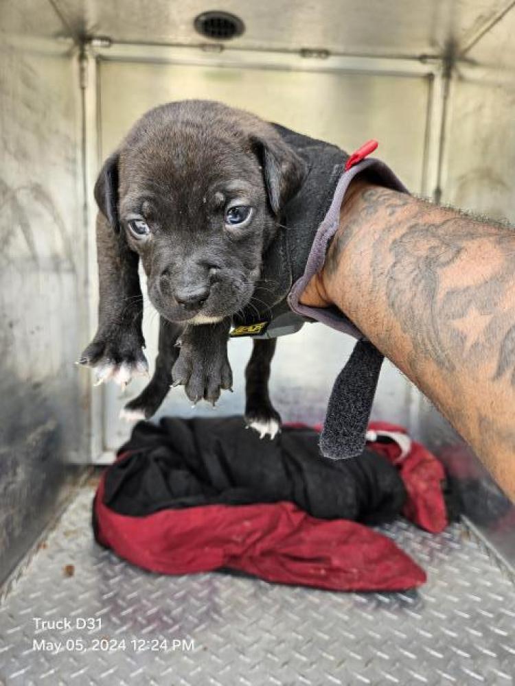 Shelter Stray Female Dog last seen Near BLOCK W GRIXDALE AVE, DETROIT, MI 48203, Detroit, MI 48211
