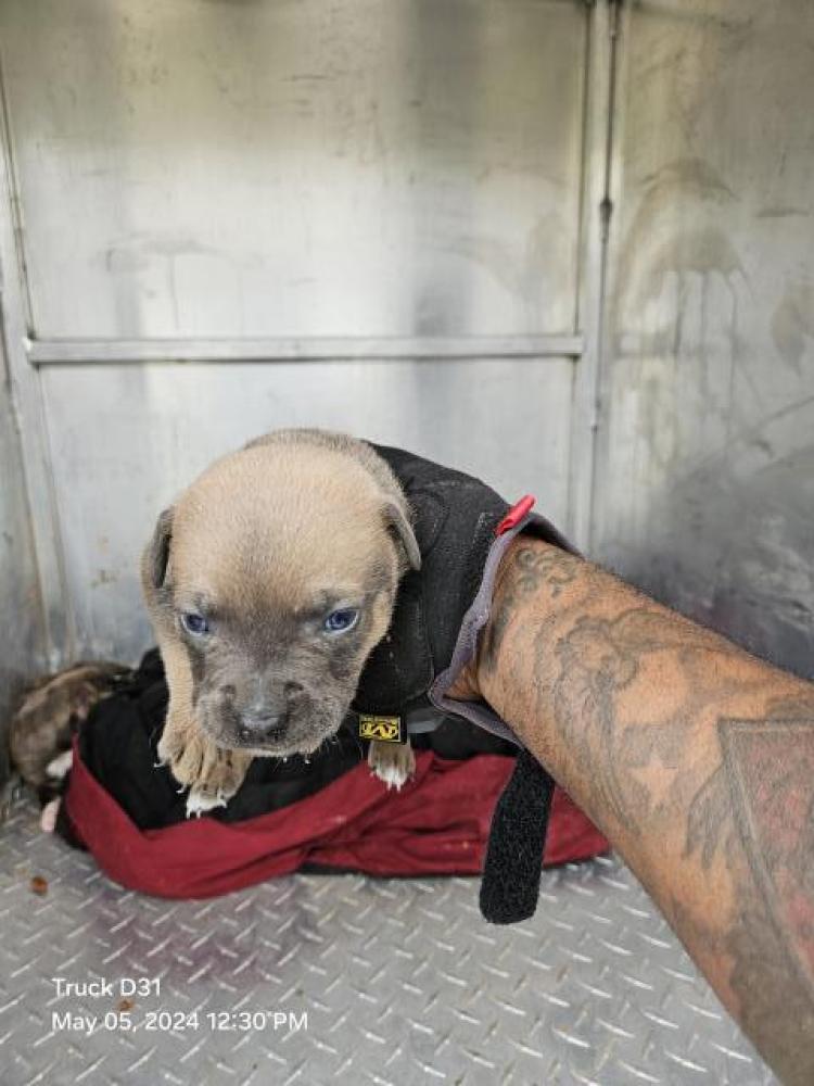 Shelter Stray Male Dog last seen Near BLOCK W GRIXDALE AVE, DETROIT, MI 48203, Detroit, MI 48211