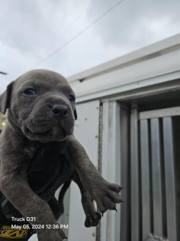 Shelter Stray Male Dog last seen Near BLOCK W GRIXDALE AVE, DETROIT, MI 48203, Detroit, MI 48211