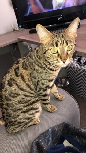 Lost Female Cat last seen 14 mile and halsted rd, West Bloomfield Township, MI 48322