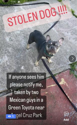 Lost Male Dog last seen Lincoln St. Angel Cruz Park and Pulliam Elementary Stockton, Ca, Stockton, CA 95207