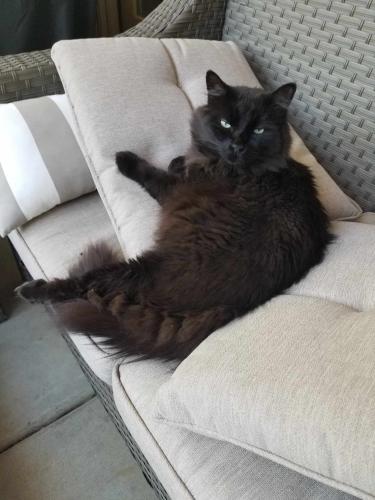 Lost Male Cat last seen Old st rt 74 / Mt Carmel-Tobasco, Ivy Trails Dr, OH 45244