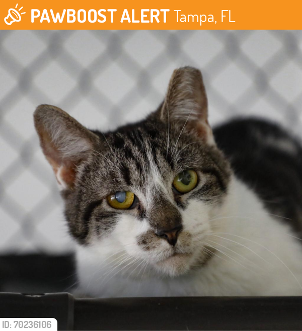 Shelter Stray Male Cat last seen , Tampa, FL 33607