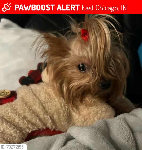 Lost Female Dog last seen READIND IN ROXANNA EAST CHICAGO, East Chicago, IN 46312
