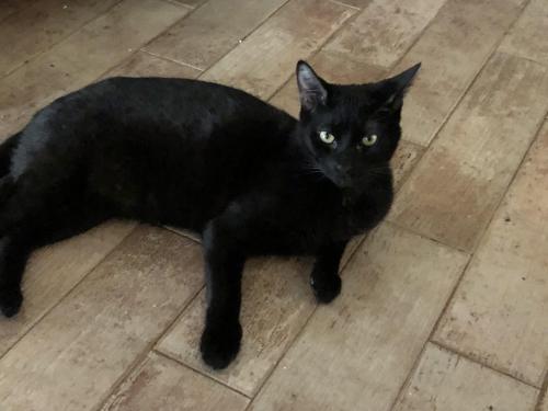 Lost Male Cat last seen Talladega Ct and MacMurray, Orange County, FL 32826