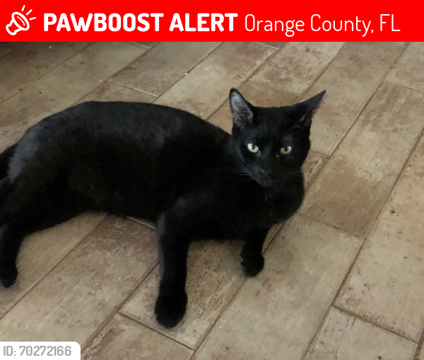 Lost Male Cat last seen Talladega Ct and MacMurray, Orange County, FL 32826