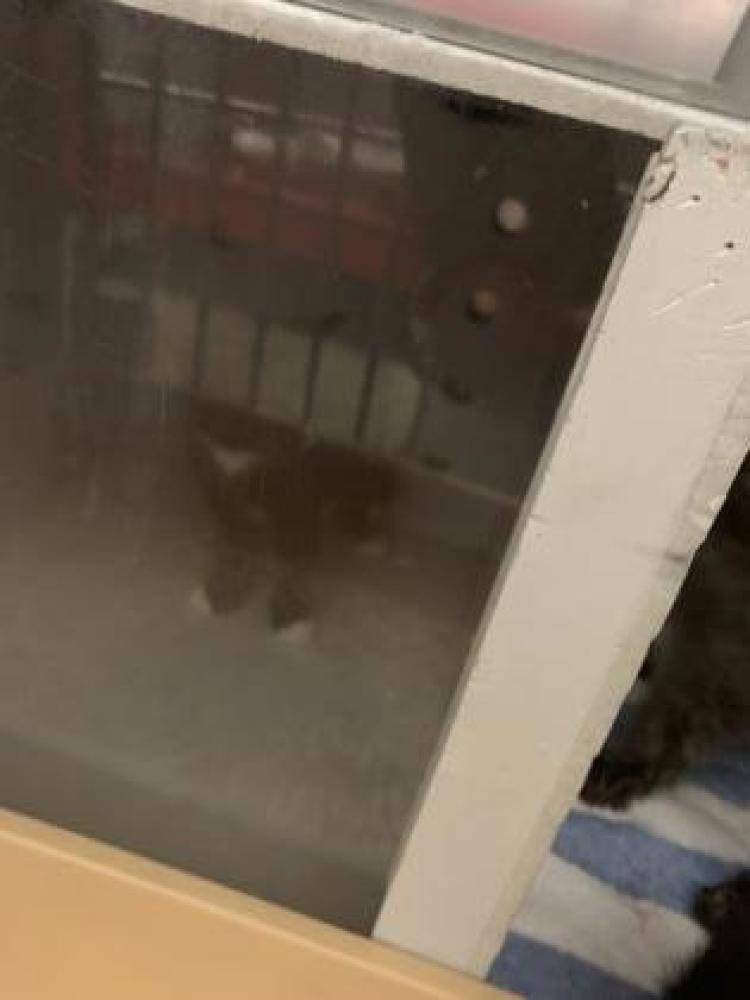 Shelter Stray Female Cat last seen Vanceboro, NC 28586, New Bern, NC 28562