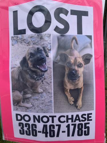 Lost Unknown Dog last seen Lee and main streets, Yadkinville, NC 27055