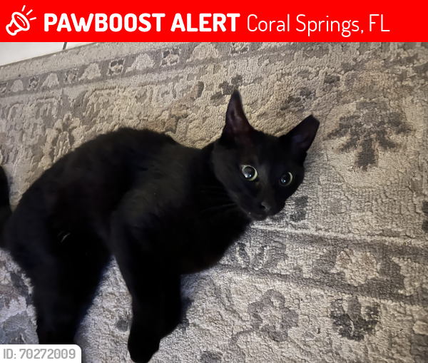 Lost Female Cat last seen Near nw 91st ave Coral Springs, near Sherwood Forest, Coral Springs, FL 33071