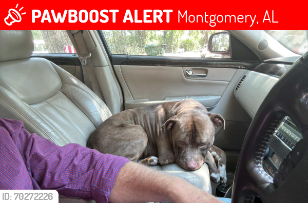Lost Male Dog last seen Eastern Blvd and Eddins, Montgomery, AL 36117