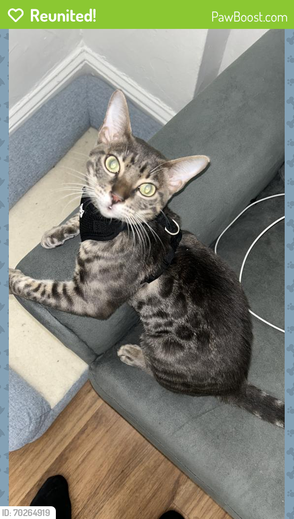 Reunited Male Cat last seen Altamont ave, Schenectady, NY 12303