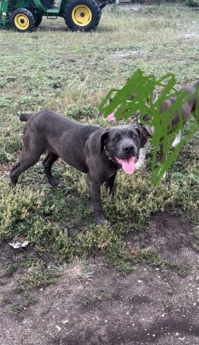 Lost Female Dog last seen Going south on 410 to zarzamora , San Antonio, TX 78227