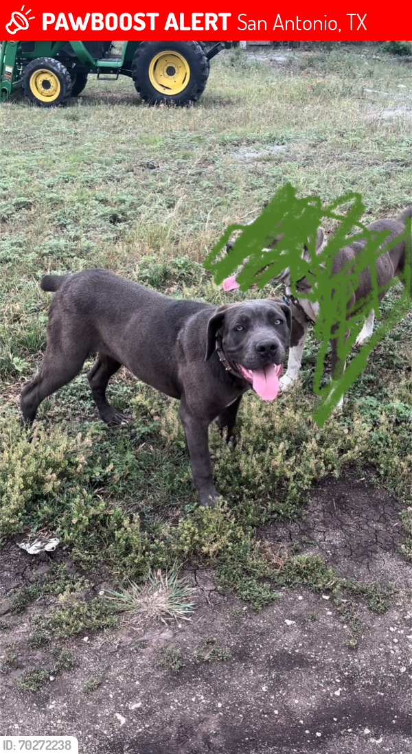 Lost Female Dog last seen Going south on 410 to zarzamora , San Antonio, TX 78227
