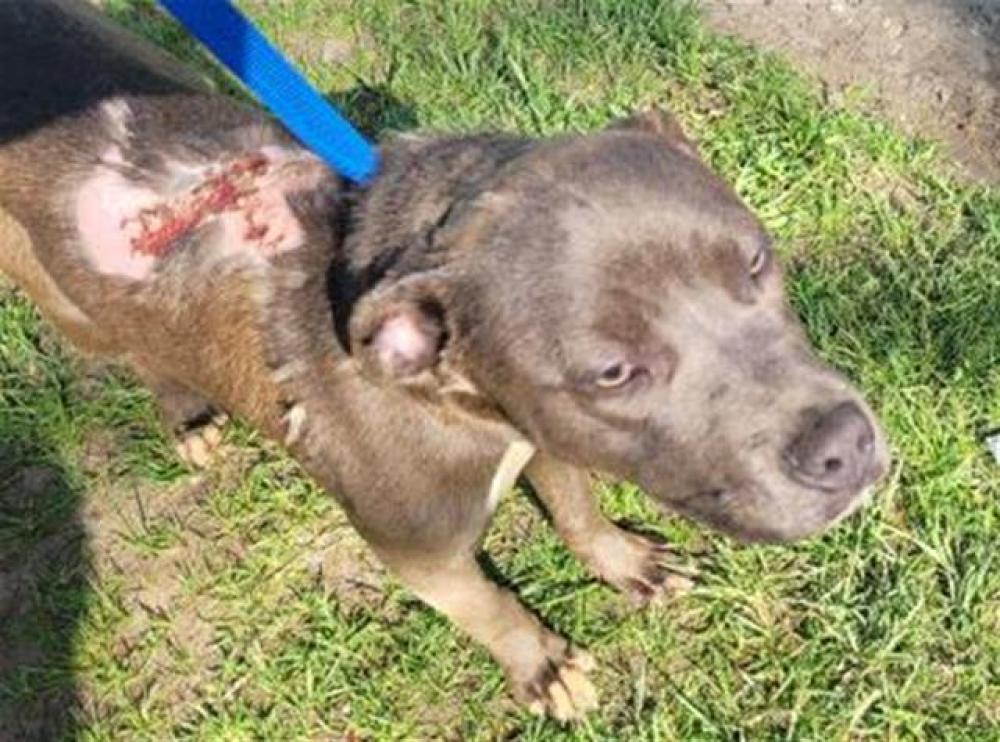 Shelter Stray Male Dog last seen Near BLOCK CARLIN ST, DETROIT, MI 48228, Detroit, MI 48211
