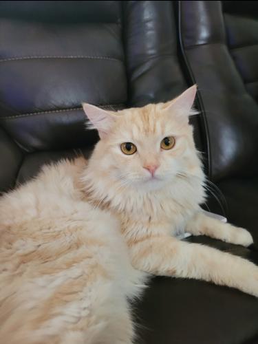 Lost Male Cat last seen Near fernwood dr Kissimmee fl , Kissimmee, FL 34741
