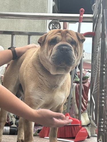 Lost Male Dog last seen 148st and 35 ave, Queens, NY 11354
