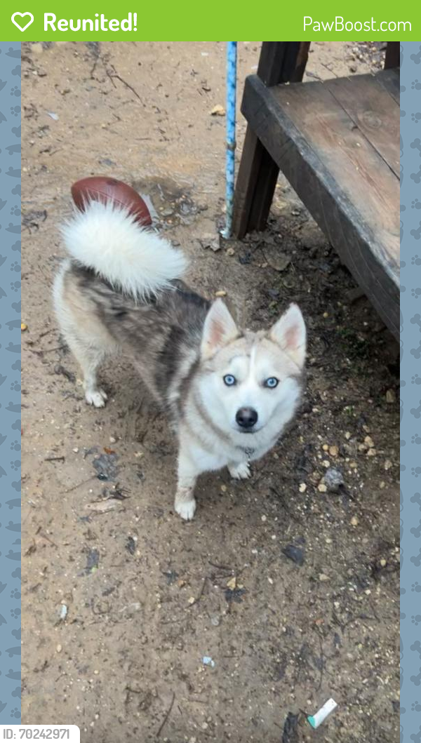 Reunited Male Dog last seen Near gable ave duncanville tx, Duncanville, TX 75137