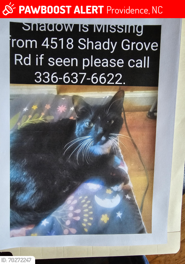 Lost Male Cat last seen Joyce road providence nc, Providence, NC 27315