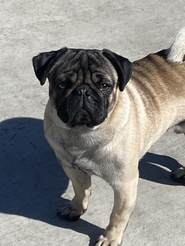 Lost Male Dog last seen Washington, Stockton, CA 95215